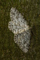 Gewone Spikkelspanner (Ectropis crepuscularia)