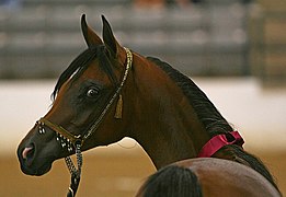 Tête de la pouliche baie Miss Staar AC, présentée avec un licol de style arabe en 2009.