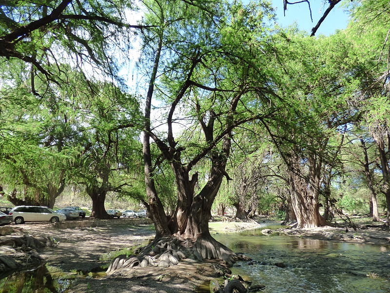 File:El Sabinal, Salto de los Salado, Aguascalientes 20.JPG