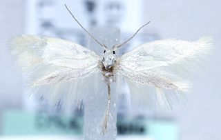 <i>Elachista grotenfelti</i> Species of moth