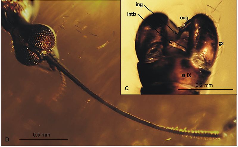 File:Elephantomyia (E.) bozenae head and hypopygium 01.jpg