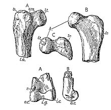 Элоптерикс nopcsai bone.jpg