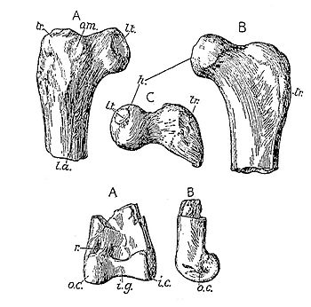 Elopteryx nopcsai bones.jpg