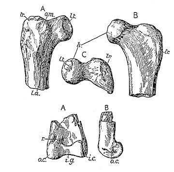 Elopteryx