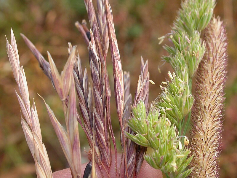 File:Elymus trachycaulus (3938663083).jpg