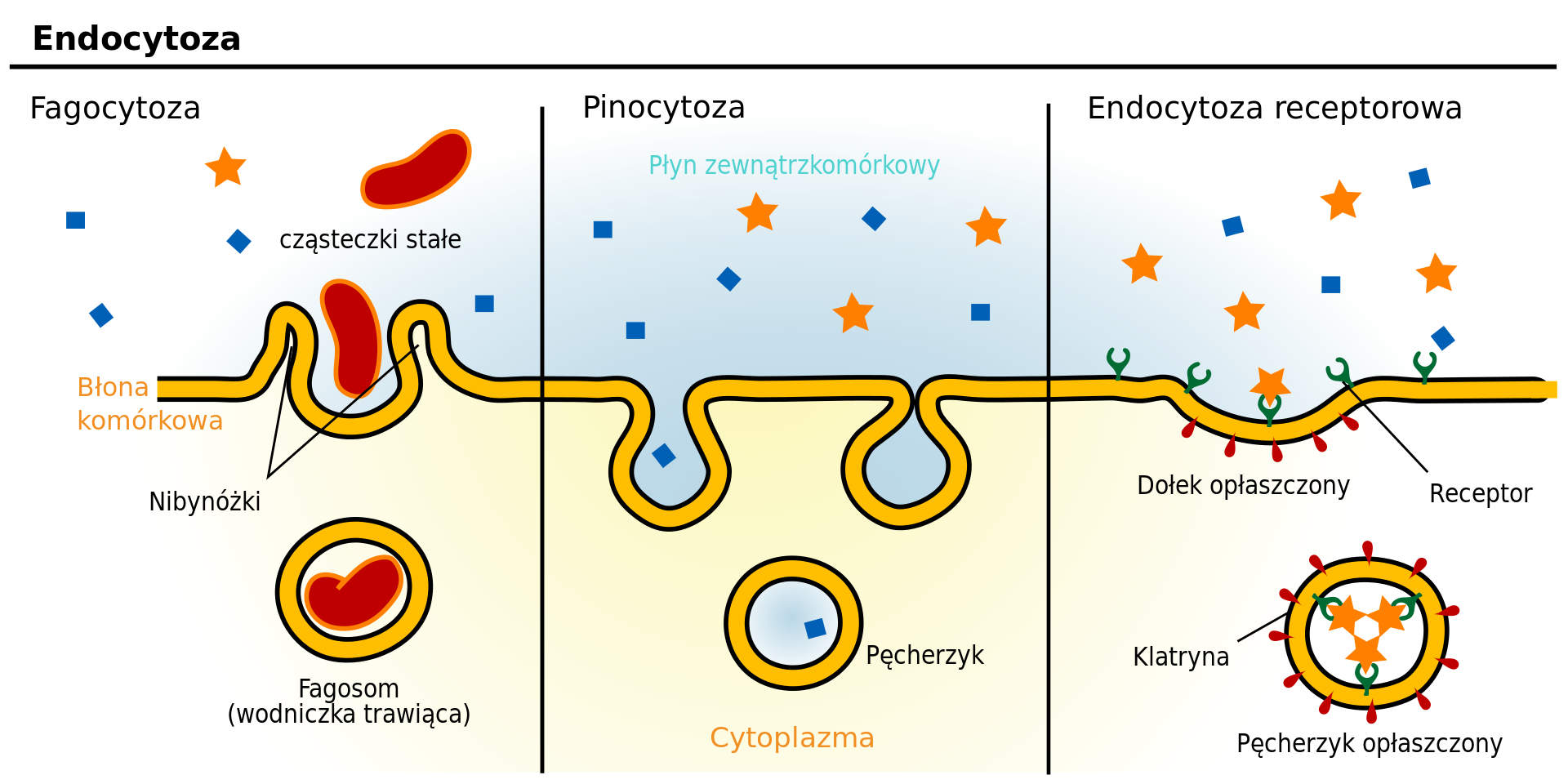 Fagocytoza, pinocytoza, endocytoza receptorowa