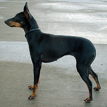 English toy terrier