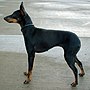 Vorschaubild für English Toy Terrier