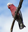 An adult Rose-breasted Cockatoo in Wamboin, Australia