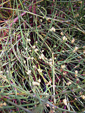 Ephedra sinica