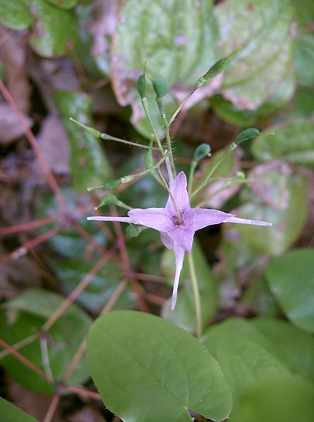 File:Epimedium grandiflorum var thunbergianum1.jpg