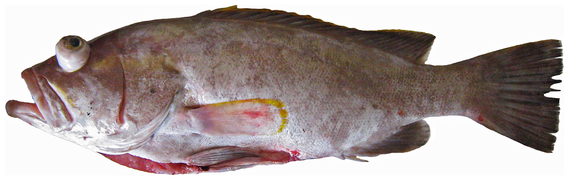 May 22: the grouper Epinephelus flavolimbatus