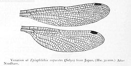 Жилкование крыльев Epiophlebia superstes