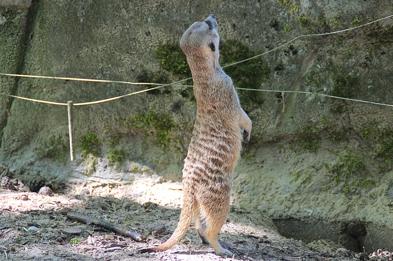 File:Erdmännchen.Zoo.Rostock.jpg