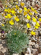 Eschscholzia glyptosperma