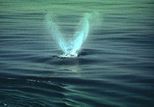 Photo of two plumes of spray coming from a whale at the surface