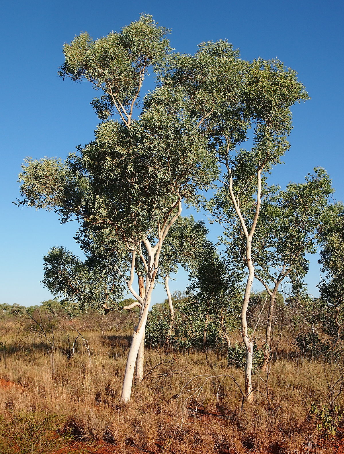 Eucalyptus alba - Wikipedia