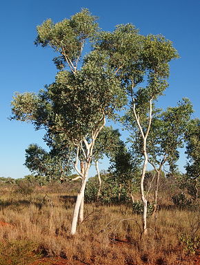 Beschrijving van de afbeelding Eucalyptus alba.jpg.