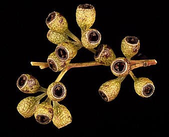 fruit Eucalyptus intertexta fruit2.jpg