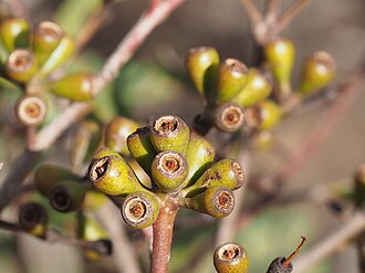 fruit Eucalyptus luteola fruit.jpg