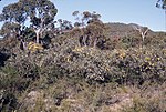 Thumbnail for Eucalyptus macrandra