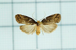 <i>Eugoa</i> Genus of moths