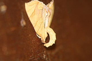 <i>Eulithis gracilineata</i> Species of moth