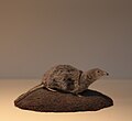 Eurasian pygmy shrew (Sorex minutus), Natural History Museum, London, Mammals Gallery.JPG