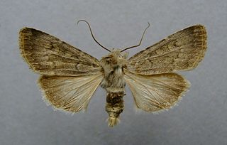 <i>Euxoa decora</i> Species of moth