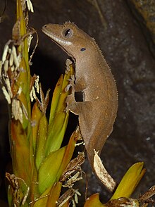 Le gecko à crête d'Eveha.jpg