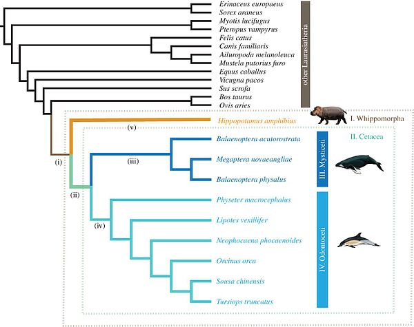 Evolutionary relationships among hippo and Cetacea (whales, dolphins)