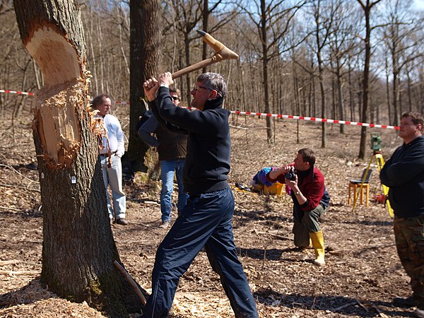 Experimental tree felling with reconstructed adzes of the Linear Pottery culture for the analysis of stress marks on the adze blades and ghost lines o