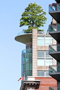 exposed urban tree at sea front City of Vancouver in Canada