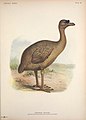 Extinct birds - an attempt to unite in one volume a short account of those birds which have become extinct in historical times - that is, within the last six or seven hundred years - to which are (14772402813).jpg