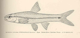 Notropis atrocaudalis