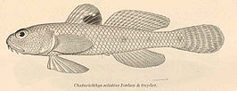 Amblychaeturichthys sciistius