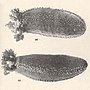 Thumbnail for Orange-footed sea cucumber