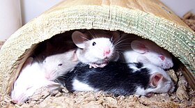 Pet mice enjoy company and a hiding place. Fancy mice.jpg