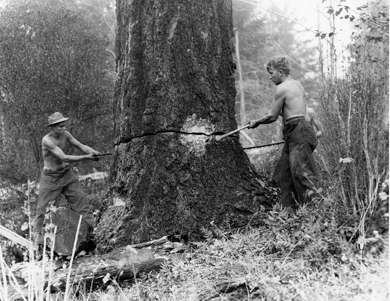 File:Felling snags on fire line around the Coquille CCC camp, Siskiyou National Forest (3226072285).jpg
