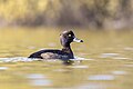 * Nomination A female tufted duck (Aythya fuligula) swimming in parc Georges-Valbon, France. --Alexis Lours 23:00, 25 November 2023 (UTC) * Promotion  Support Good quality. --Jakubhal 05:26, 26 November 2023 (UTC)