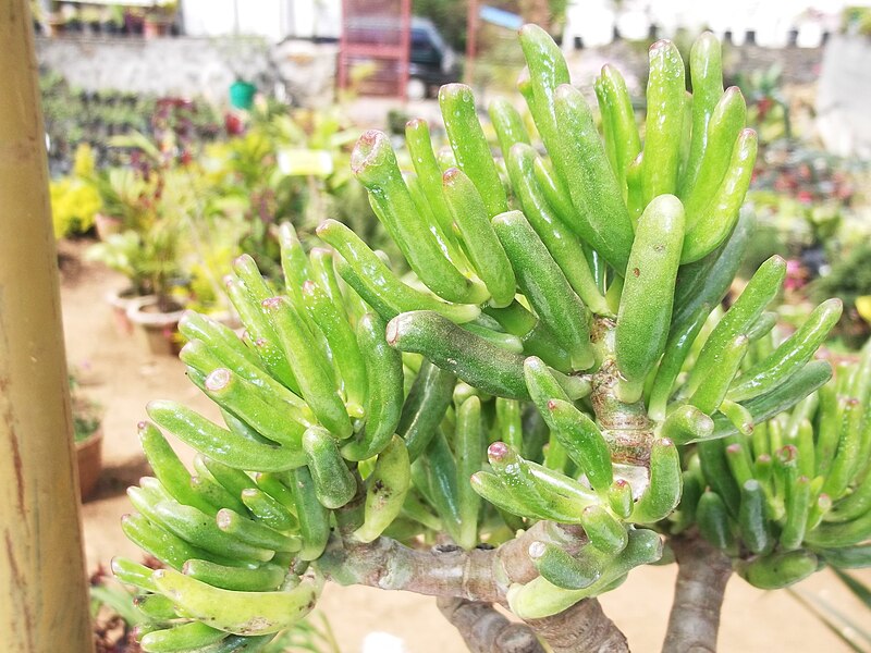 File:Fenestraria rhopalophylla-2-yercaud-salem-India.JPG