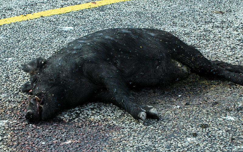 File:Feral Hog (433089726).jpg