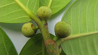 <i>Ficus bahiensis</i> Species of tree