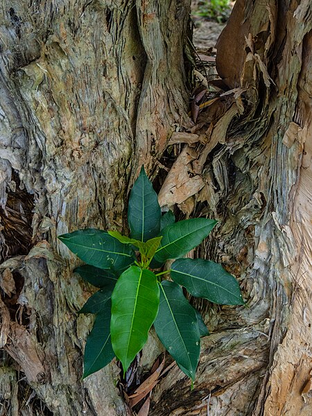 File:Ficus virens in trunk axil of Melaleuca quinquenervia 7th Brigade Park Chermside P1080821.jpg