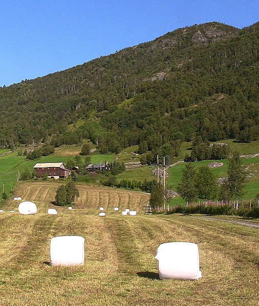 File:Field with large round bales in white plastic.jpg