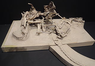 <span class="mw-page-title-main">Fighting Dinosaurs</span> Fossil specimen of two dinosaurs in combat