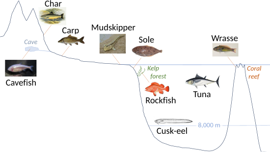 How to build mormyrid fish traps