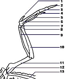 Structure du squelette d'une aile d'oiseau. 1 : 1er doigt ; 2 et 3 : 2e doigt ; 4 : 3e doigt ; 5 et 6 : os métacarpiens ; 7 et 8 : os carpiens ; 9 : radius ; 10 : ulna ; 11 : humérus ; 12 : furcula ; 13 : scapula.