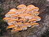 Flammulina velutipes 02.jpg