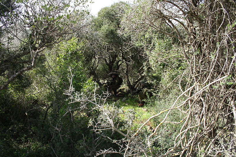 File:Flickr - Israel Defense Forces - IDF Elite Units' Soldiers Take Cover in the Elyakim Combat Training Base (11).jpg